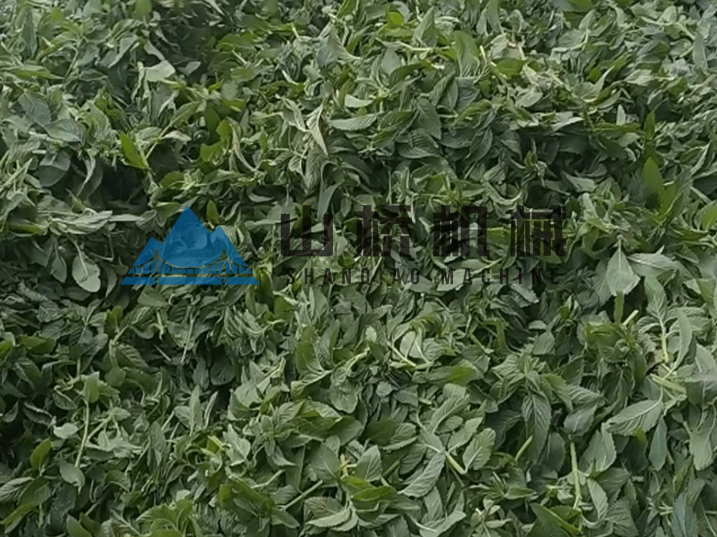 薄荷叶选择烘干还是炒干呢(图1)