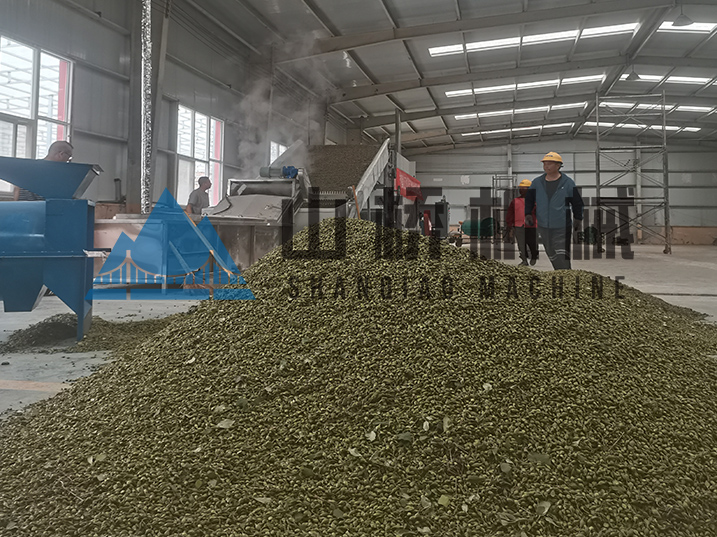 连翘科学烘干锁药性注意事项(图1)