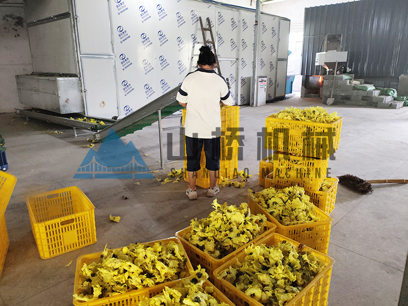 网带式黄蜀葵连续烘干工艺(图1)